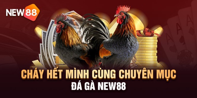 Sảnh đá gà NEW88 không nên bỏ lỡ